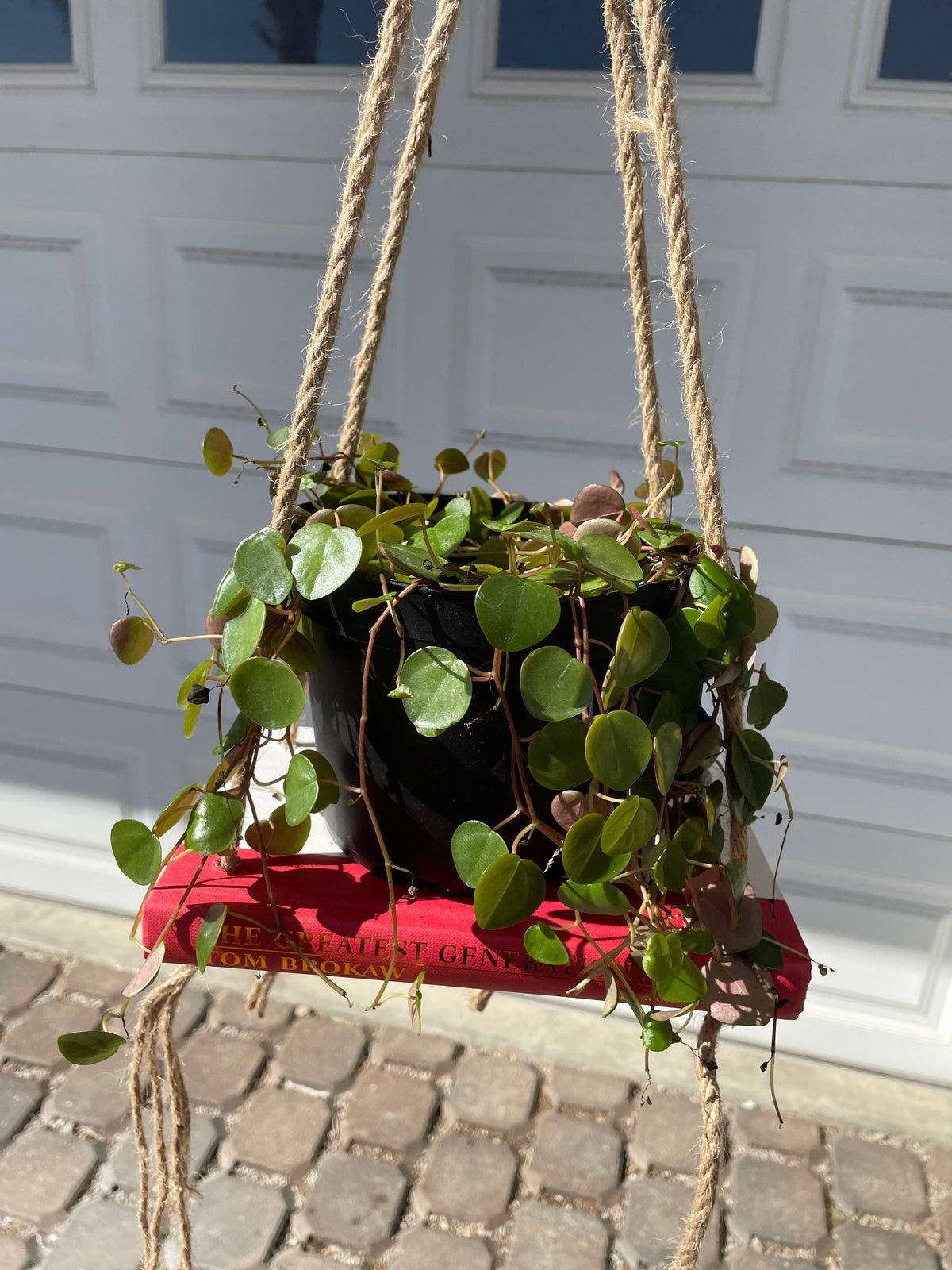 Bookish Shelf Planter
