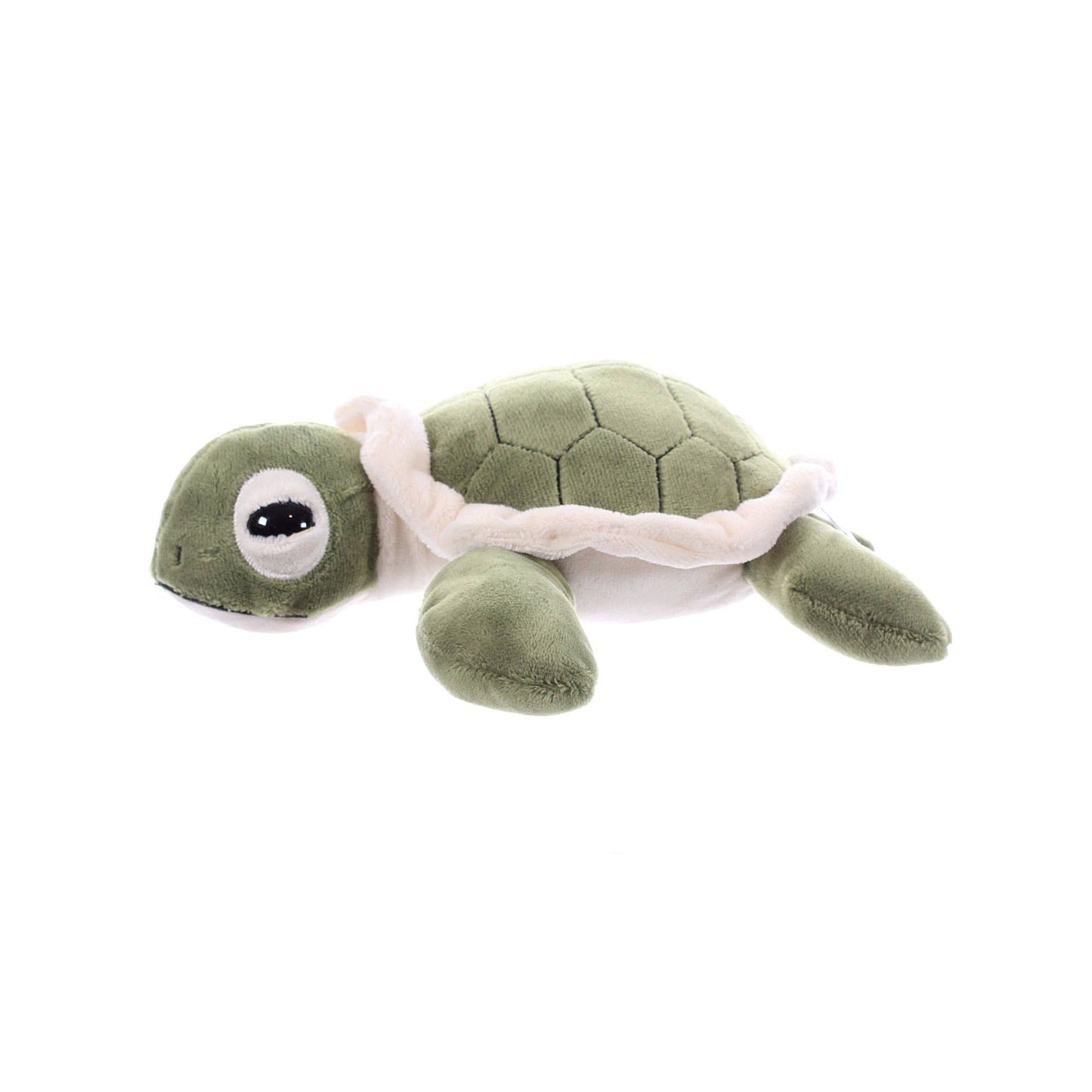 9" (20cm) Hatchling Sea Turtle