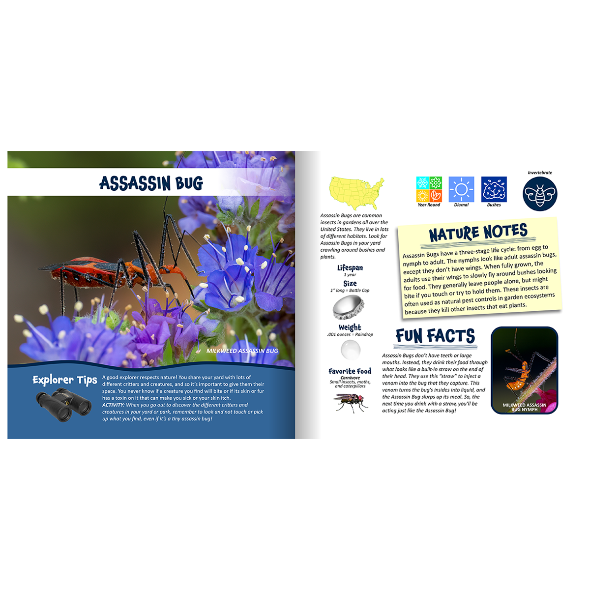 Nature Explorer Discovery Kit, Backyard Critters & Creatures