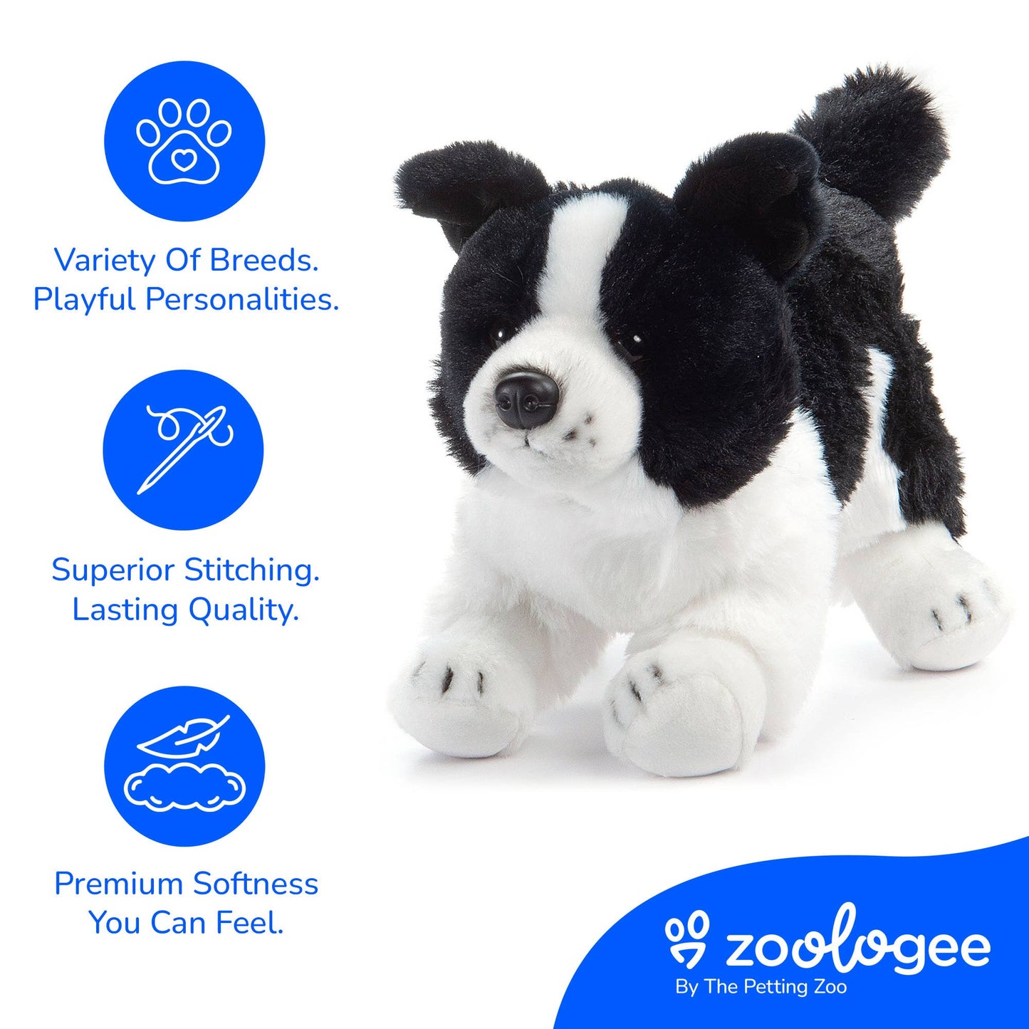 Border Collie Puppy Dog