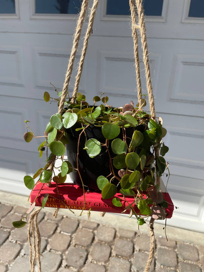 Bookish Shelf Planter