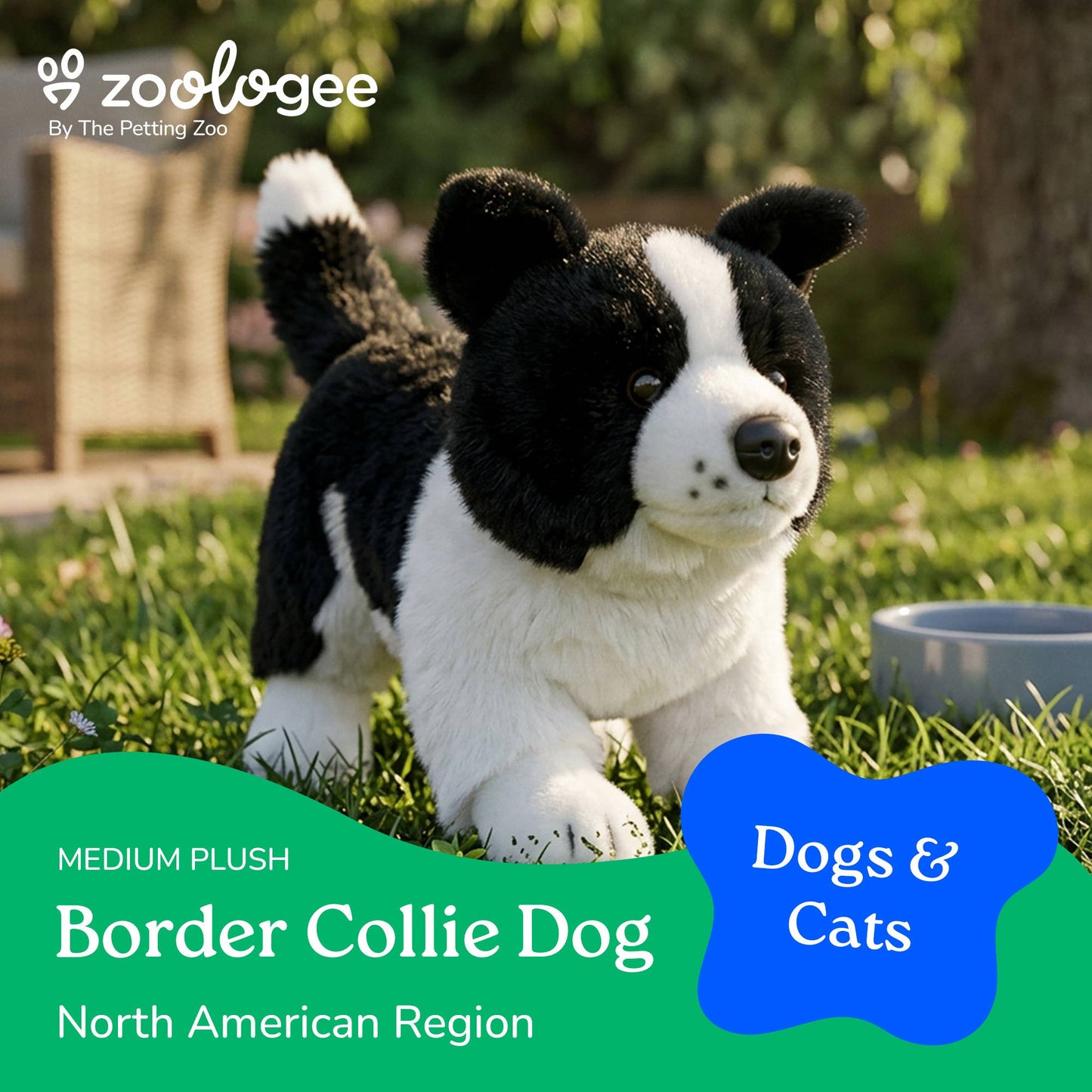 Border Collie Puppy Dog
