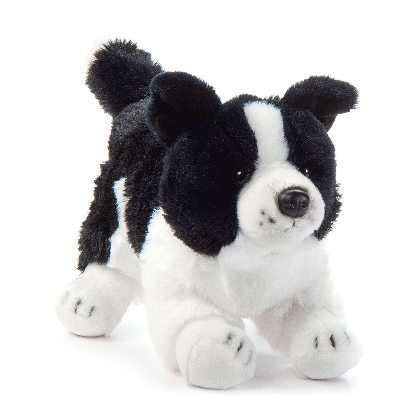 Border Collie Puppy Dog