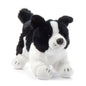 Border Collie Puppy Dog