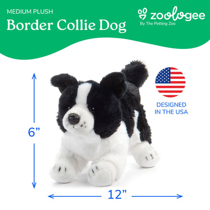 Border Collie Puppy Dog