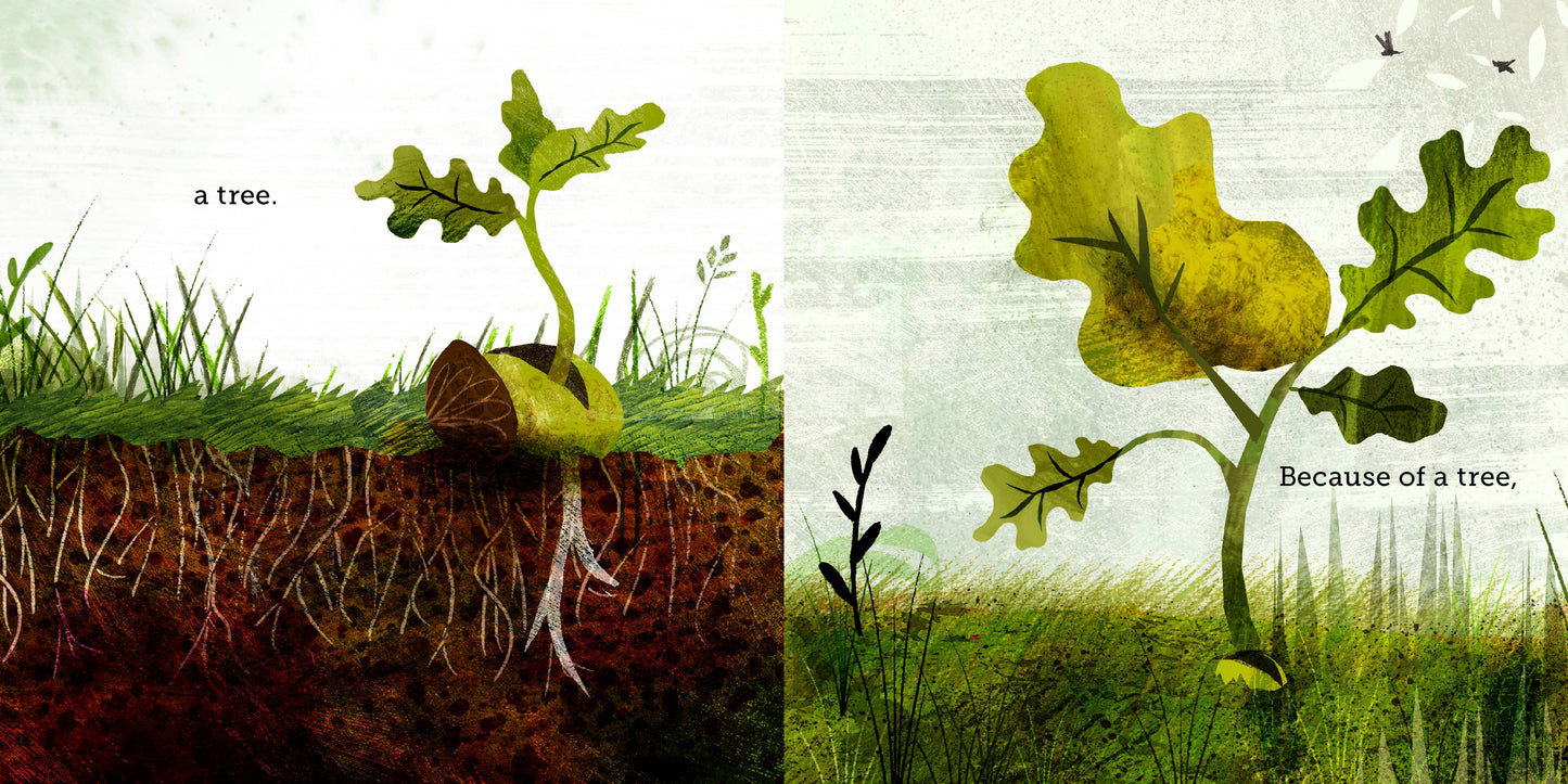 Because of an Acorn by: Lola M. Schaefer