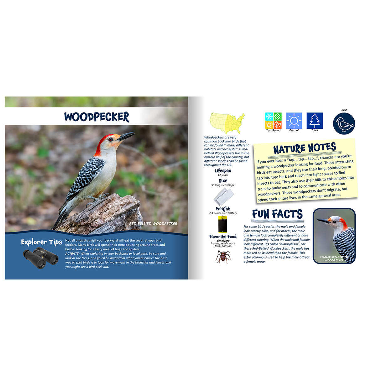 Nature Explorer Discovery Kit, Backyard Critters & Creatures